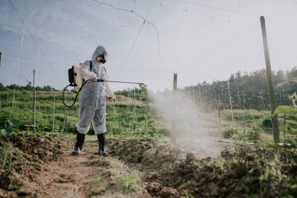 Best Mosquito Control Services  in Picayune, MS