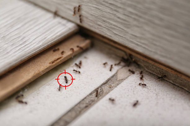 Reliable Picayune, MS Pest Control Solutions