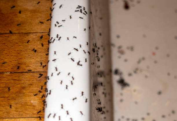 Pest Control Cost in Picayune, MS